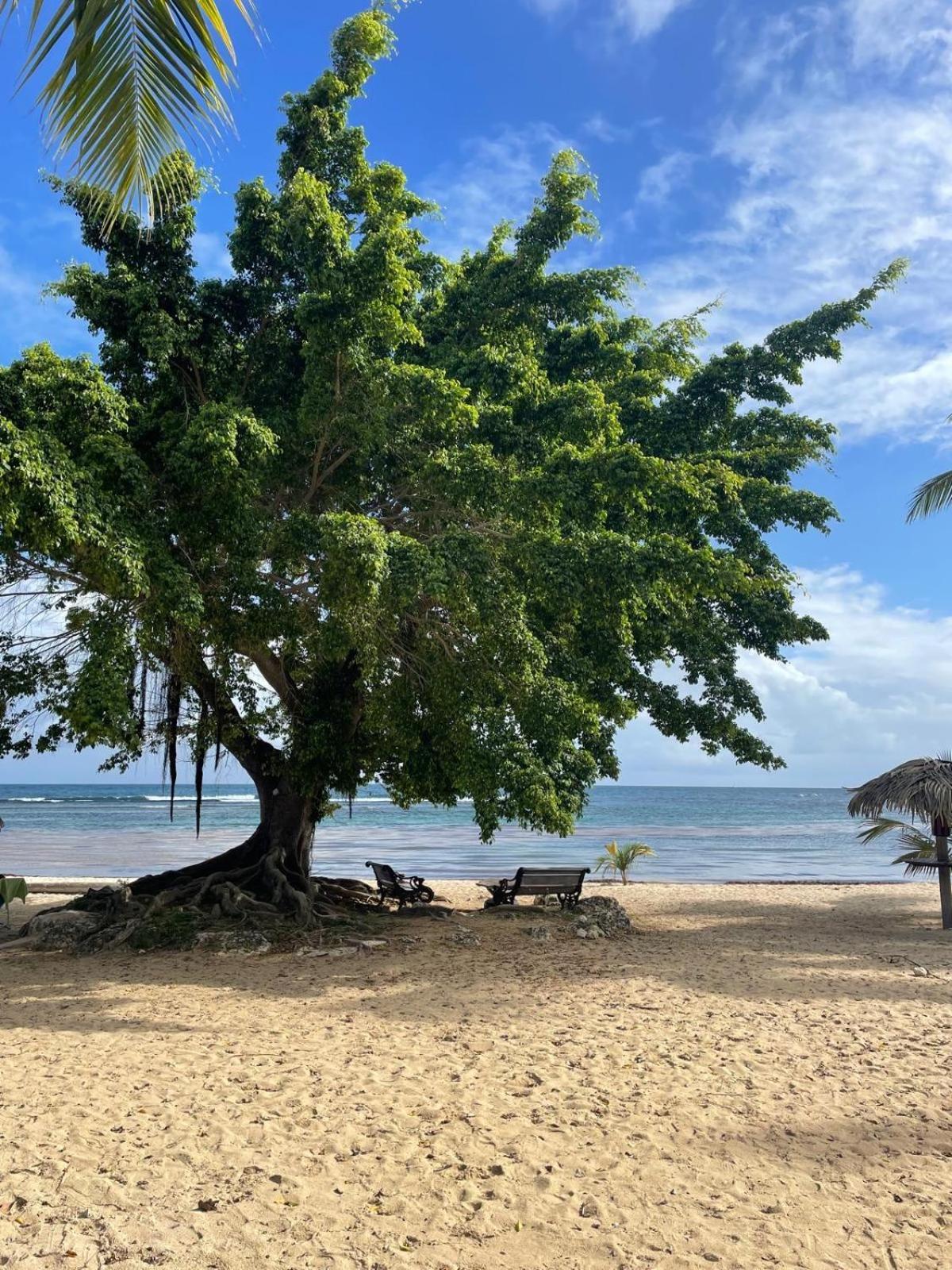 Studio Hibiscus Anse Des Rochers Saint Francois ภายนอก รูปภาพ